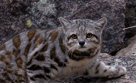 17 Animals In Danger Of Extinction In Peru