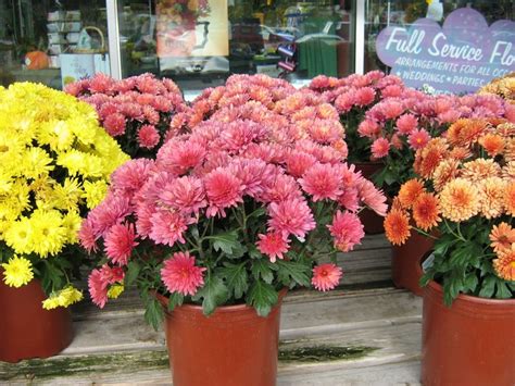 When Do Mums Bloom Mums Flowers Flowering Perennials Bloom