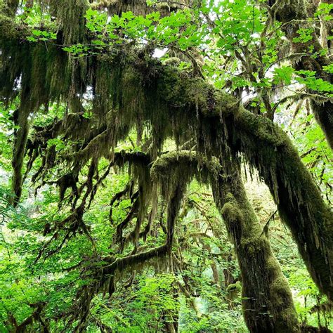 Hoh Rain Forest Olympic National Park All You Need To Know Before