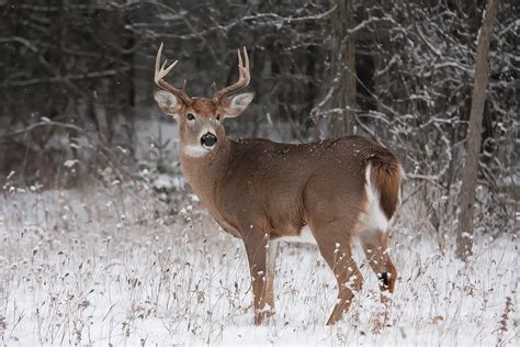 Alone In The Deer Woods Northern Wilds Magazine