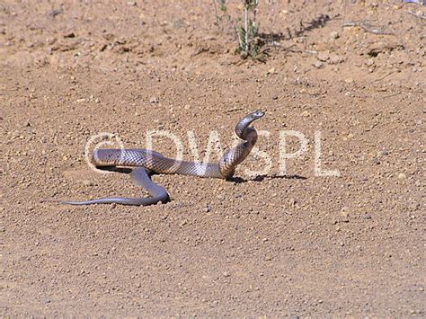 1983, robert drewe, the bodysurfers, penguin 2009, p. DUGITE (PSEUDONAJA AFFINIS) A HIGHLY VENEMOUS SNAKE SEEN HERE ON A DIRT ROAD IN OUTBACK WESTERN ...