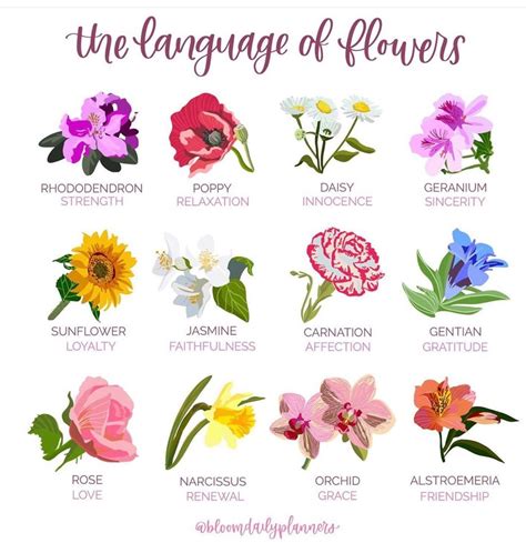 Pin By Claudia Koehler On Nomes De Flores Language Of Flowers Flower