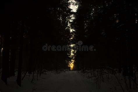 Rise Between Trees In Evening In Forest Stock Photo Image Of Life