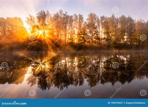 Golden Misty Sunrise On The Pond In The Autumn Morning Trees With Rays