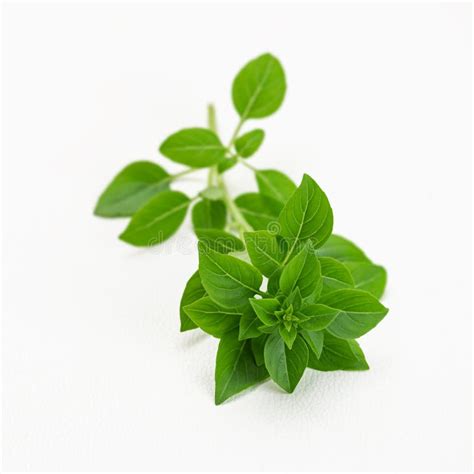 Greek Bush Dwarf Basil Small Leaf Herb Fragrant White Background Stock