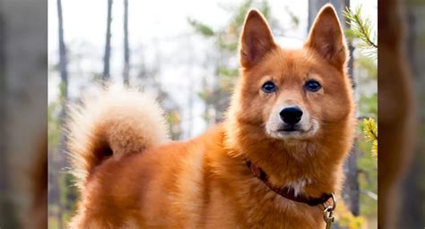 Finnish Spitz Dog Breed Price Lifespan Temperament And Size Decadeslife
