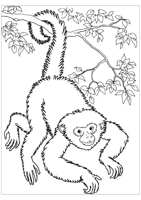 Spider Monkey Coloring Pages For Kids