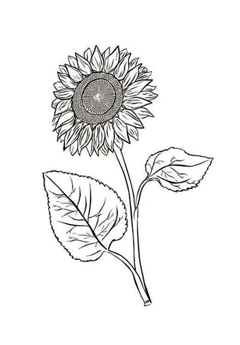 sunflower   leaves coloring page  print  coloring pages