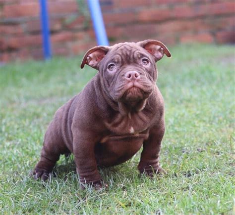 American Bully-Micro Exotic Bully puppies. NOW READY TO LEAVE | in Burton-on-Trent