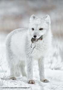 6 Facts About The Arctic Fox Facts Bridage