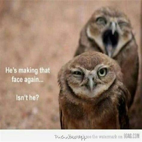 Hahahahahaha Funny Owls Funny Animals Cute Animals Funny Birds