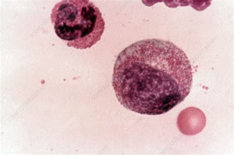 Myelocyte Lm Stock Image C0504190 Science Photo Library