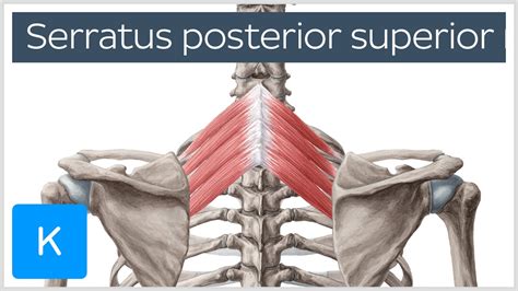 Posterior Superior Serratus Muscle Human Anatomy Kenhub Youtube