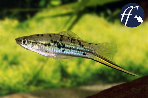 A Visit To The Berlin Swordtail In Its Home City