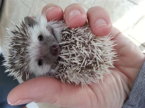 Hedgehogs For Sale Hoobly Classifieds Baby Hedgehog Cute Hedgehog