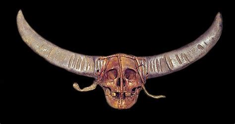 Naga Tribe Headhunted Human Trophy Skull Human Bone Snake Skin
