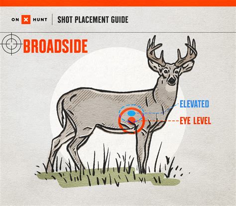 Where To Shoot A Deer Free Shot Placement Chart Onx Hunt
