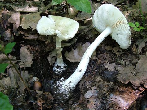 Amanita Verna The Ultimate Mushroom Guide
