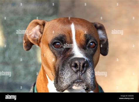 Boxer Dog Portrait Stock Photo Royalty Free Image 71442805 Alamy