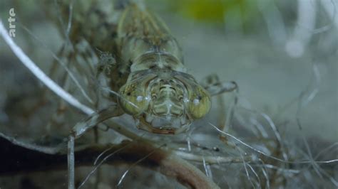 Documentaire Fascinants Insectes Survivre à L‘hiver 33 En
