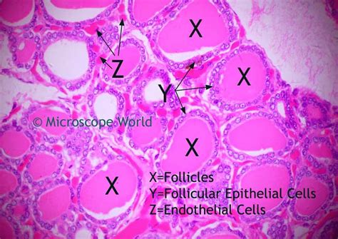 Thyroid Gland Slide Labeled Parafollicular Cells