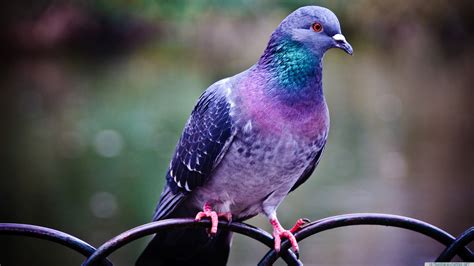 Purple Green And Pink Pigeon Pigeons Birds Hd Wallpaper Wallpaper