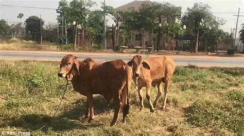Thai Man Couldnt Help Himself Having Sex With Cow