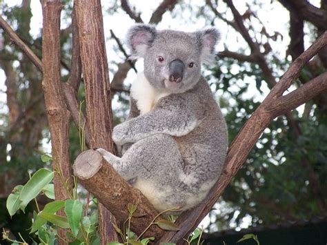 Koala Australian Wildlife Free Photo On Pixabay Koala Koala Bear