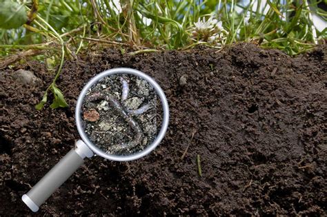 Why Is Healthy Soil Important