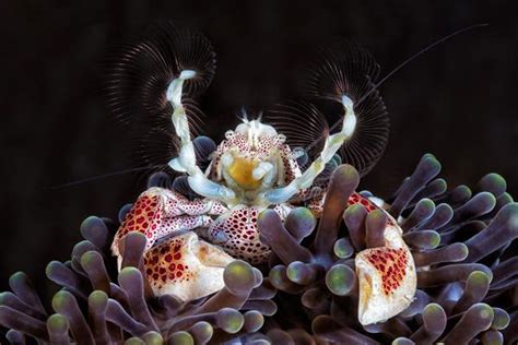 Kooky Cool And Cute Crustaceans A Photo Contest Gallery Crustaceans