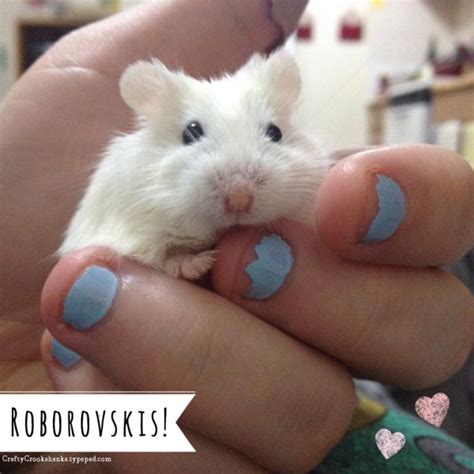 Roborovski Dwarf Hamster 101 Essential Basics Care And