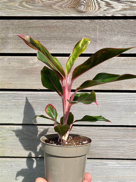 Aglaonema Light Pink Star Chinese Evergreen In 12cm Pot Etsy