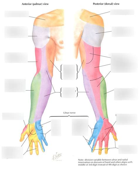 OTR Cutaneous Nerves Of The Anterior Posterior Arm Forearm And Hand Diagram Quizlet