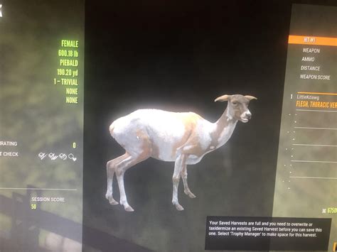 Got A Piebald Roosevelt Elk These Are Rare Right Rthehunter