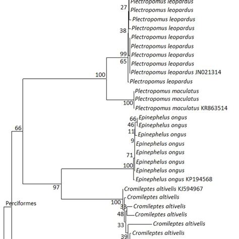 Phylogenetic Tree Based On Bp Of The Mitochondrial DNA COI Gene Download Scientific Diagram