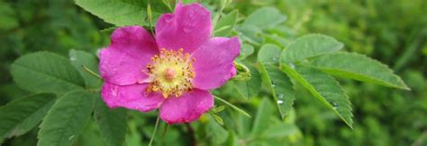 Wild Foods And Medicines Wild Food Tinctures Wild Roses Foraging