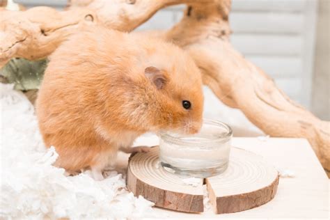 Can Hamsters Drink Out Of A Bowl Water Bowl Vs Water Bottle