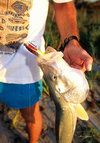 Snook Fishing Landed Common Snook Centropomus Undecimalis Flickr