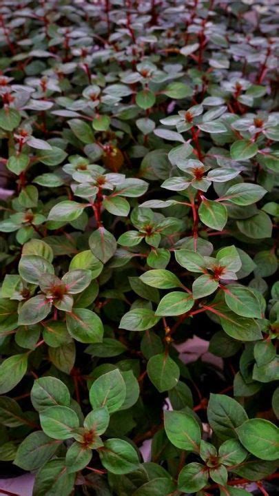 Ludwigia Red Rubin Mini Stems Aquatic Plants For Aquarium Lazada Ph