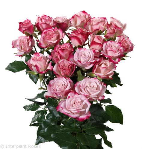 Amy® Interplant Roses