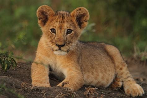 Animals Hd Images Photos Wallpapers Free Download Lion Cub 4k Ultra