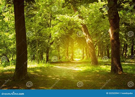 Forest Path Stock Photo Image Of Scene Beautiful Morning 32252594