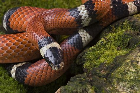 All below listed snakes are harmless. An Incredible List of Nonvenomous Snakes With Pictures