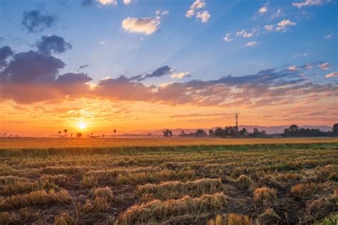 Sunset On A Rice Field Premium Photo