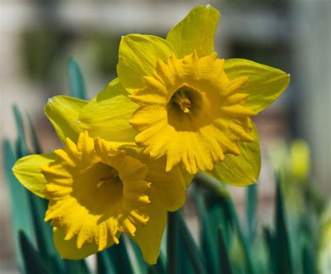 Close Up Pictures Of Beautiful Daffodils In Bright Yellow