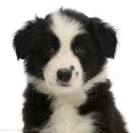 Dog Black And White Border Collie Puppy Photo Wp46845