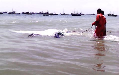 Fishermen Catch Giant Manta Ray In North Western Peru News Andina