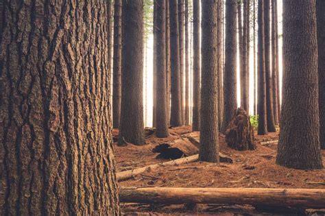 Thick Tree Trunks In An Evergreen Forest With Its Floor Covered In Dry