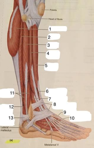 Muscle Diagrams Of The Lower Leg Flashcards Quizlet