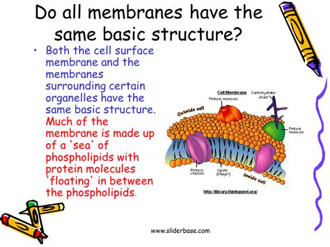 How Cell Membrane Is Made Simple Functions And Diagram